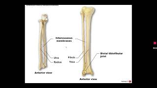 Arthrology Fibrous and Cartilaginous Joints [upl. by Ojyllek526]