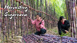 Two Sisters  Harvesting Sugarcane goes to Market Sell  Thảo Duyên [upl. by Kihtrak]