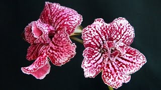 Streptocarpus amp Pelargonium [upl. by Einuj]