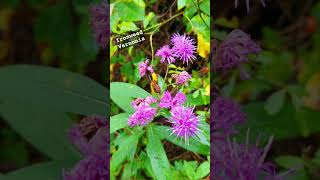 Beautiful Ironweed nature shorts wildflowers [upl. by Arahsat890]