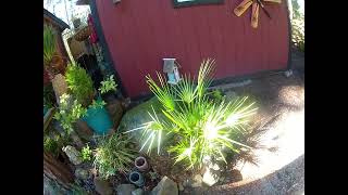 Chamaerops humilis palm looking good late Winter [upl. by Tenej826]