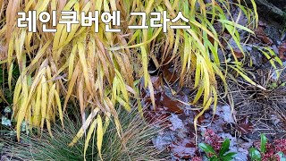 Raincouver 풍지초Hakonechloa macra Perennial ornamental grass 그라스 그늘정원 동반식물 Gardening 정원가꾸기 [upl. by Anwahsiek507]