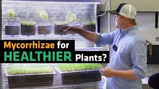 Does Mycorrhizae Improve Plant Growth [upl. by Ahsiatal]