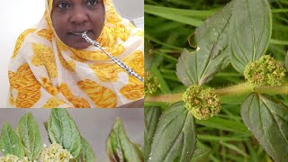 Asthma plant Euphorbia hirta ama mziwa ziwa [upl. by Glenden]