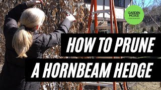 How to Prune a Hornbeam Hedge [upl. by Claudette]