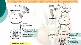 14 Spinocerebellar tract Neuroanatomy  Dr Ahmed Kamal [upl. by Herve650]