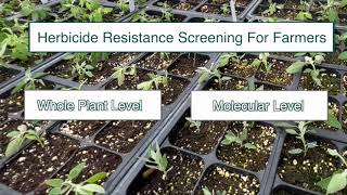 Herbicide Resistance Testing Can Be Hard to Find Here’s What Montana State Offers [upl. by Nolahc225]