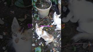 Three cuties 😻 threecuties trending youtubefeed youtubeshorts ytshorts [upl. by Alol]