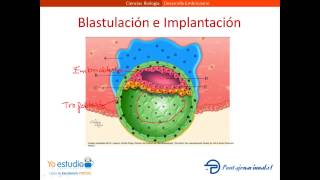 Desarrollo Embrionario [upl. by Launce]