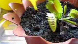 Venus Flytrap vs Baby Roach [upl. by Noyk510]