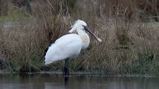 Spoonbills Otmoor rspb courtesy of Rob Cadd [upl. by Eserehc]