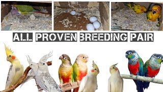 Bilal Breeding setup part 2  8898983396 birds birdslover pets [upl. by Halfdan]