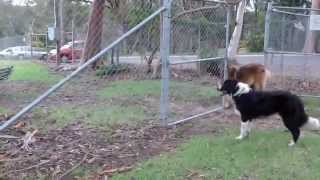 Leonbergers at play at Dog Park [upl. by Ringe]