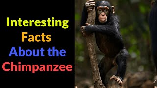 Interesting Facts About the Chimpanzee  Hindi  Infinity Stream Short animals chimpanzee [upl. by Nnyleahs]