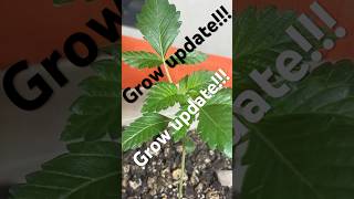 Quick plant update New video coming later on this week subscribe for more content 🤙🪴 [upl. by Ahsener523]