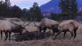 Bull Elk Fighting in Estes Park Colorado  Elk Battle [upl. by Rebmac]