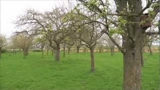 Landschapsbeheer met Jaap en Lex aflevering Fruitboom snoeien [upl. by Roos]