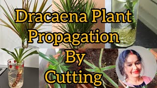 September Me Dracaena Plant Propagation By Cutting The Stemplants versatileshona gardening [upl. by Lothair462]