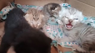 Cute baby kittens calling its mother by meowing [upl. by Letram114]