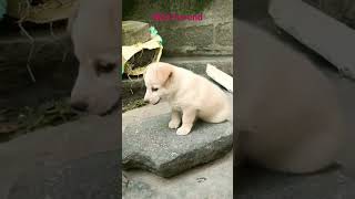 Munna bhai aligaduNlbvrm cuteanimals petlovers munnabhaigaming youtuber lovablepets puppy [upl. by Eiramnwad]