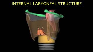 Larynx Animation [upl. by Ateuqal]