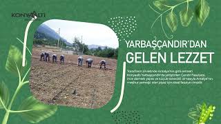 Yarbaşçandır Yayla Şenliğimiz ve Çandır Fasulyemiz [upl. by Dnalro557]