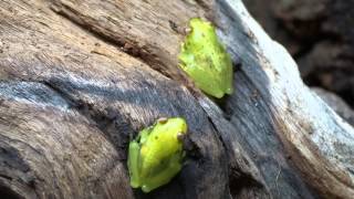 Glass reed frogs Hyperolius pusillus [upl. by Dalton]