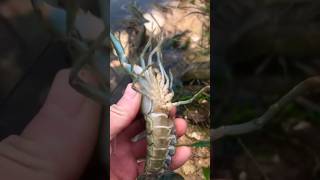 Lots Of Lobster fishing lobster trending yt mixfishery [upl. by Alleciram81]