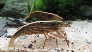 Atyopsis moluccensis Shrimp Predators in aquarium [upl. by Ierbua272]