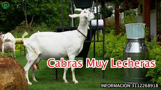 LAS CABRAS MÁS LECHERAS en Cabrío de Colombia [upl. by Lati]