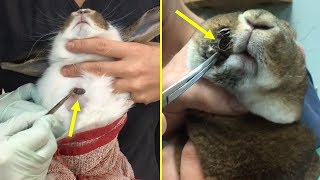 Botfly Larva Removed From Rabbits And Cats  Animal Rescue [upl. by Pessa]