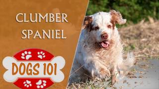 Dogs 101  CLUMBER SPANIEL  Top Dog Facts About the Clumber Spaniel [upl. by Nadaba701]