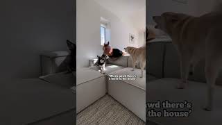 Pranking Dogs With Crazy Horse Mask For Halloween 👻 [upl. by Skillern456]