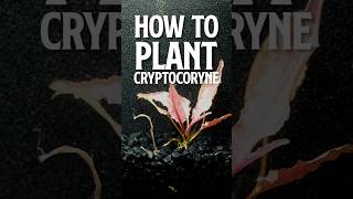 How to Plant Cryptocoryne  Cryptocoryne  cryptocoryne flamingo [upl. by Lamp745]