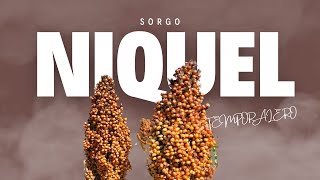 SORGO NIQUEL No hay mas para el temporal Semilla de ASGROW [upl. by Socem]