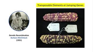 Barbara McClintock and the Jumping Genes 👩🏼‍🔬🌽🧬 [upl. by Siubhan]