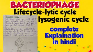 Bacteriophage  lytic cycle and lysogenic cycle in hindi [upl. by Nahsaj]