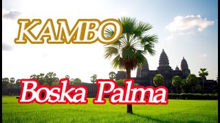 KAMBO Boska Palma [upl. by Dominic266]