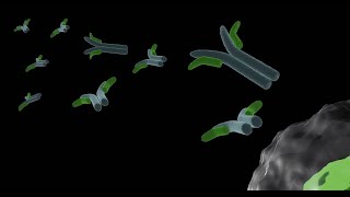 Importance of antibodies  Humoral immune response  part 1 [upl. by Caia]