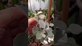 Kalanchoe easy for beginners Succulent plant succulents plants cactus propagation homegarden [upl. by Ybeloc378]