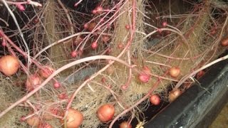 How to Grow Potatoes in Hydroponics [upl. by Aerdnas]