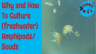 How to culture Freshwater AmphipodsScuds [upl. by Rebma106]