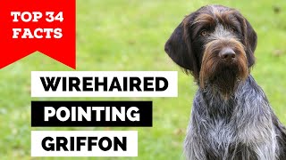 99 of Wirehaired Pointing Griffon Owners Dont Know This [upl. by Holden]