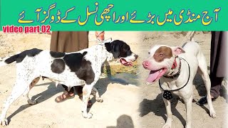 Dogs Episode 155  dogs video 05052024  Best Dogs for sale  dogs mandi  etwar mandi  dogs new [upl. by Annenn]