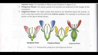 Biology afsomaliHypogynous perigynous and Epogynous flowerby Abdimajiid Netka [upl. by Ainek]