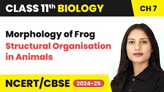 Morphology of Frog  Structural Organisation in Animals  Class 11 Biology Chapter 7  CBSE 202425 [upl. by Corb]