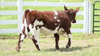 Decker Show Cattle Fireball x Margie [upl. by Seltzer]