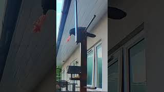 Crow Parent Takes Chicken from Top Perch  Balcony Bird Table [upl. by Nrubloc]