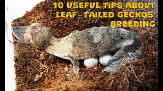 10 useful tips about leaftailed geckos breeding [upl. by Noemis]