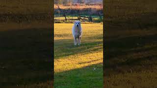 sheepdog rurallife autumn nature happy dog countryside canada [upl. by Jeremias]